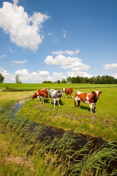 Dutch cows — Stock Photo, Image