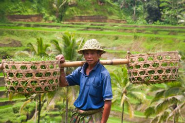 Rice farmer Wajan Kantun on his rice fields in Tegallalang clipart