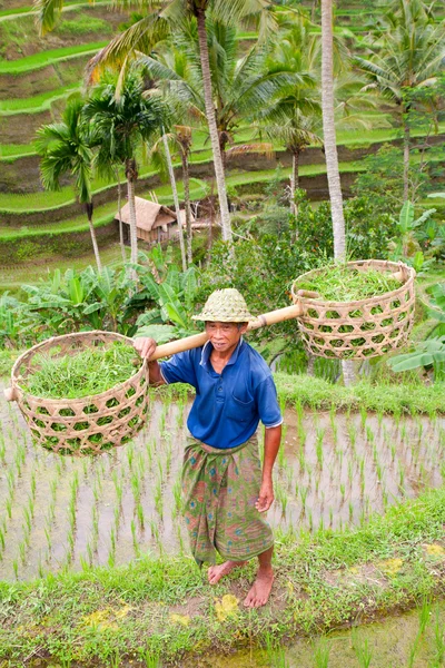 Ris jordbrukare wajan kantun på hans risfält i tegallalang — Stockfoto