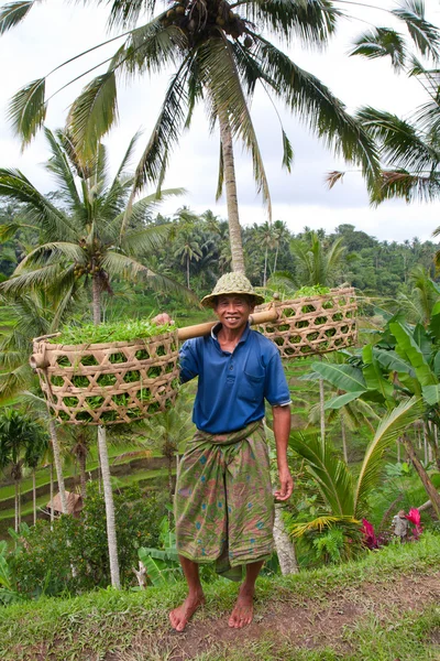El granjero de arroz Wajan Kantun en sus campos de arroz en Tegallalang —  Fotos de Stock