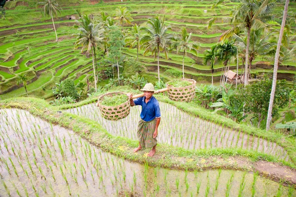 El granjero de arroz Wajan Kantun en sus campos de arroz en Tegallalang —  Fotos de Stock