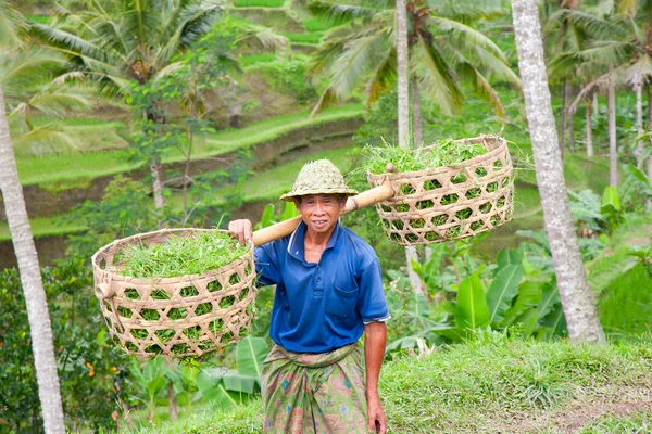 关于德戈拉朗水稻田里的水稻农夫 wajan kantun — 图库照片