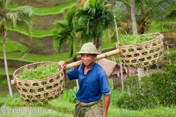 Rýže farmář wajan kantun na jeho rýžových polí v tegallalang — Stock fotografie