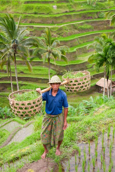 Райсовод Ваджан Кантун на рисовых полях в Тегаллаланге — стоковое фото