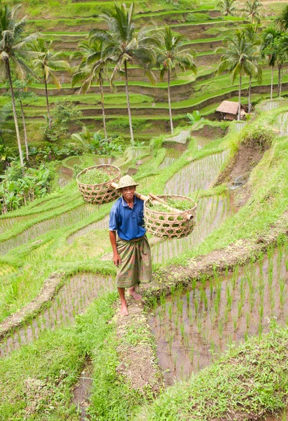 El granjero de arroz Wajan Kantun en sus campos de arroz en Tegallalang — Foto de Stock