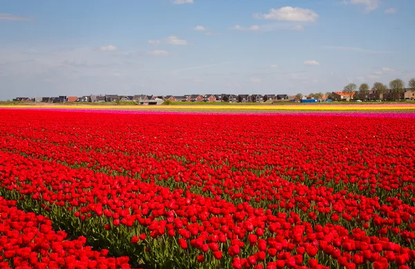 Red tulip field with residential housing — Stock Photo, Image