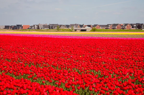 Red tulip field with residential housing — Stock Photo, Image