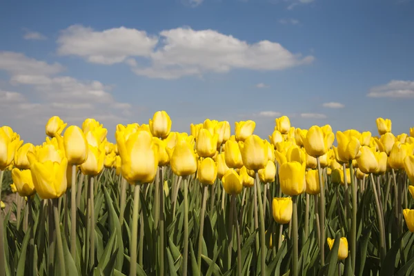 オランダの黄色のチューリップ畑 — ストック写真