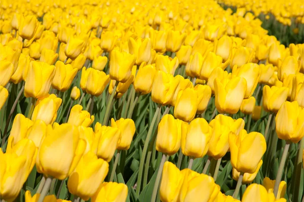 Gul tulpan fält i netherland — Stockfoto