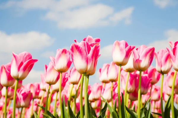 Field of pink tulips in the Netherland — Stock Photo, Image