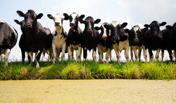 Vaches néerlandaises — Photo