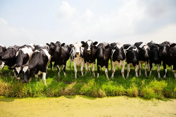 Holländische Kühe — Stockfoto