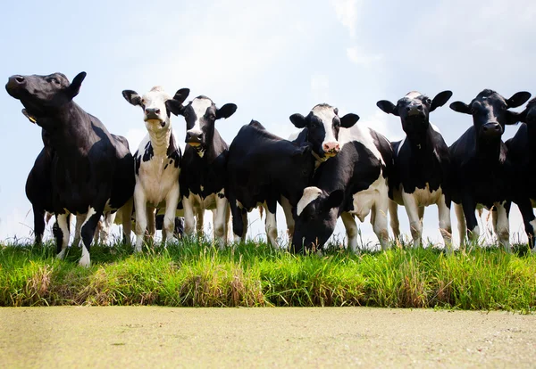 Nederlandse koeien — Stockfoto