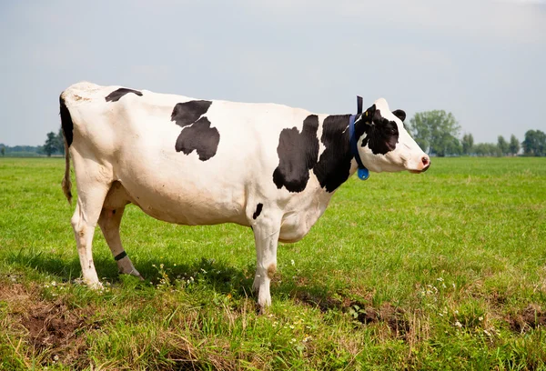 Dutch cows — Stock Photo, Image