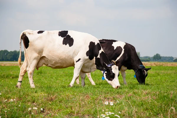 Vacas holandesas —  Fotos de Stock