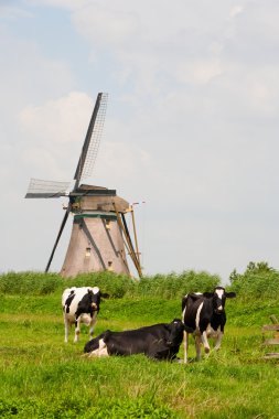 Hollandalı inekler çayırda