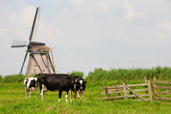 荷兰牛在草地上 免版税图库图片