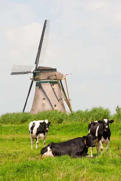 荷兰牛在草地上 图库照片