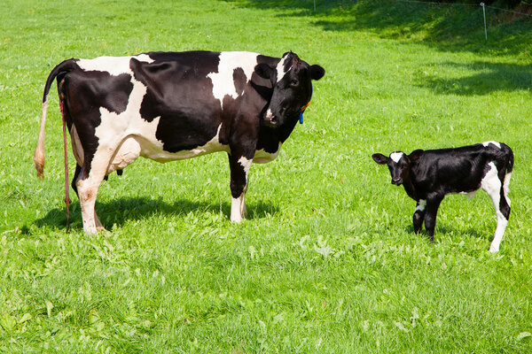 Корова с новорожденным теленком
