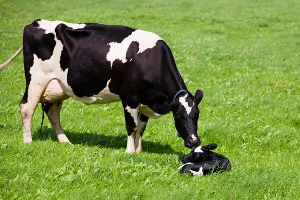 Kuh mit neugeborenem Kalb — Stockfoto