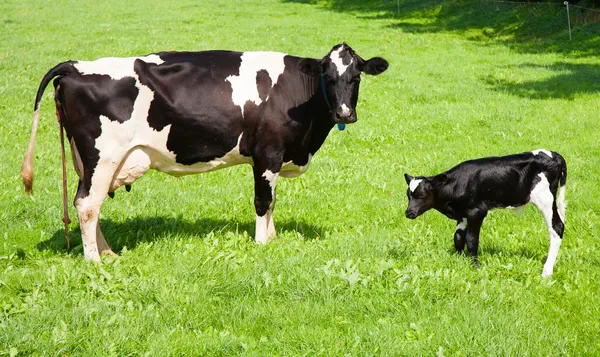 Vaca com vitelo recém-nascido — Fotografia de Stock