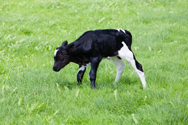 Newborn calf — Stock Photo, Image