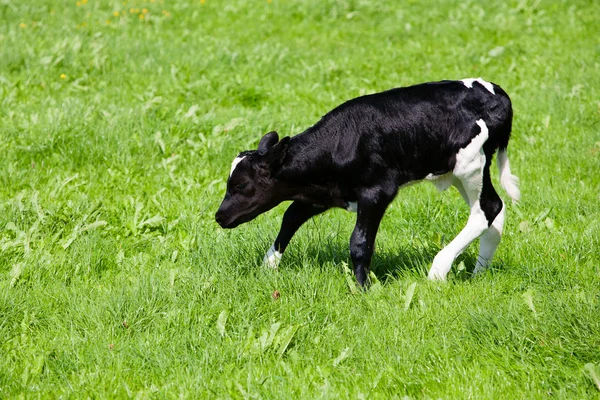Newborn calf — Stock Photo, Image