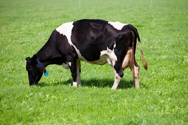 Корова с плацентой — стоковое фото