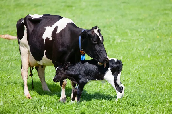 Yeni doğan buzağı ile inek — Stok fotoğraf