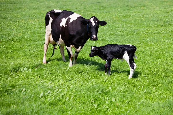 Vache avec veau nouveau-né — Photo