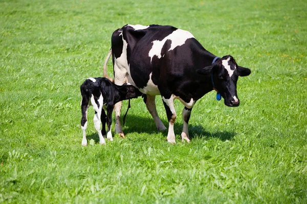 Vaca com vitelo recém-nascido — Fotografia de Stock