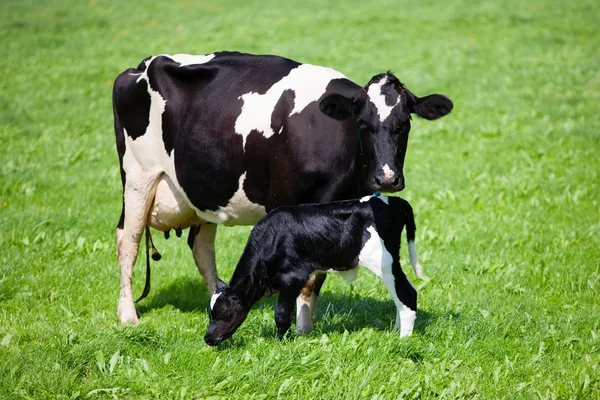 Ko med nyfödd kalv Royaltyfria Stockbilder