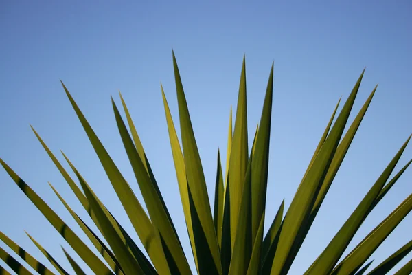 Tutup daun berduri yucca — Stok Foto