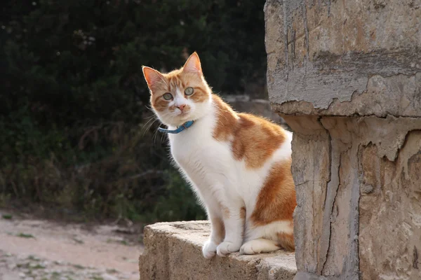 Ginger cat en la pared — Foto de Stock