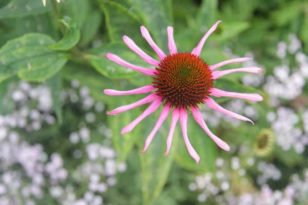 Closeup of purple coneflower — Stock Photo, Image