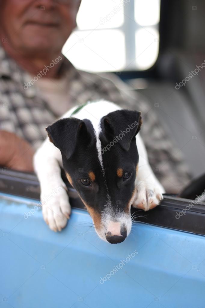 Puppy trying to jump out of car