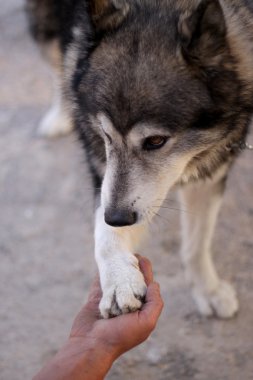 Siberian Husky giving paw clipart
