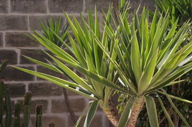 Yucca Palm