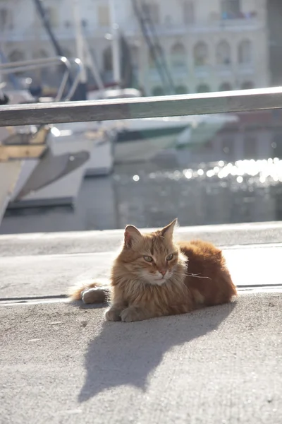 Güneşin altında yatan kedi — Stok fotoğraf