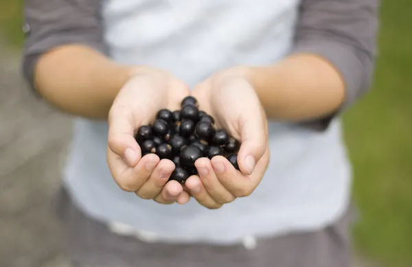 Hands holding out berries — Stock Photo, Image