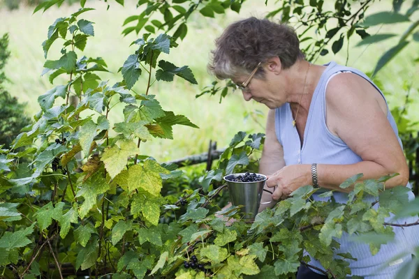 Mature lady picking berries — Stock Photo, Image