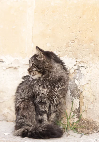 Dışında oturan kedi — Stok fotoğraf