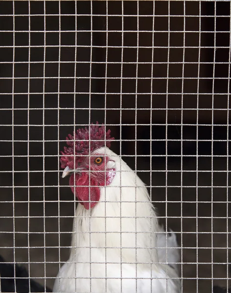 Caged hen — Stock Photo, Image