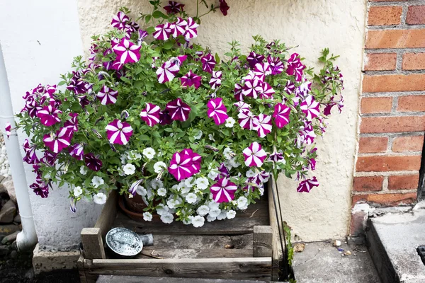 Flowerbed outside next to stairs — Stock Photo, Image