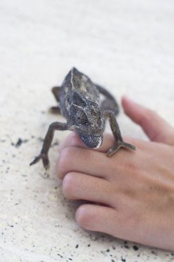 gri bukalemun