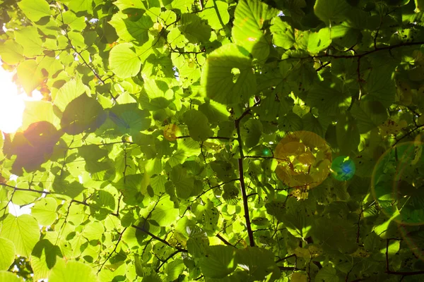 Зелене листя зі світлим полум'ям — стокове фото