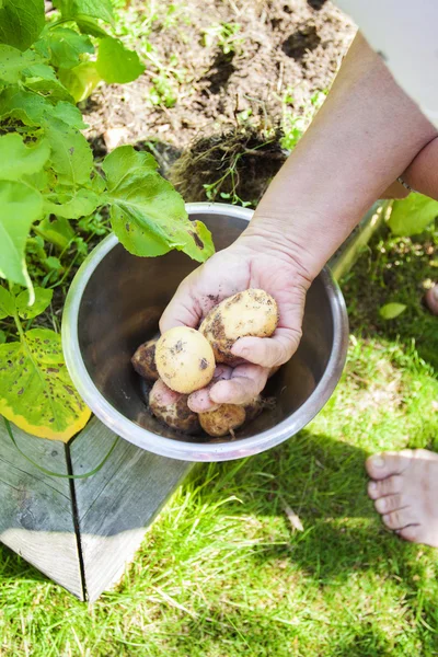 Hand plocka färsk potatis — Stockfoto