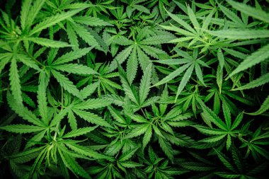 Esrar Laef bitki arka planı