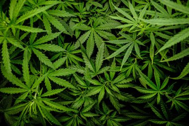 Esrar Laef bitki arka planı