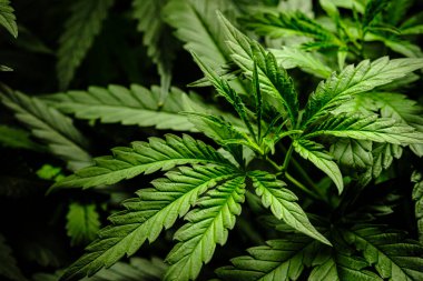 Esrar Laef bitki arka planı